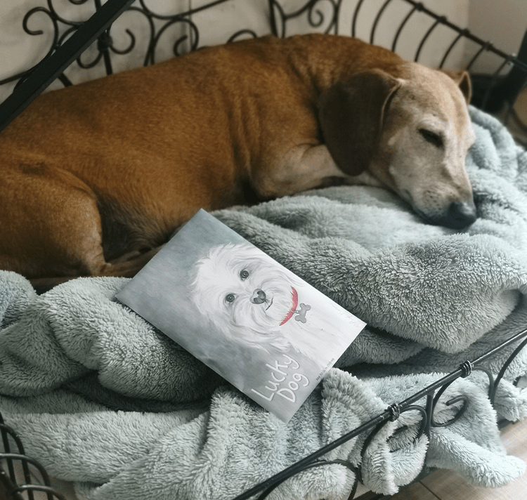 Must-Have Products for Pet Owners